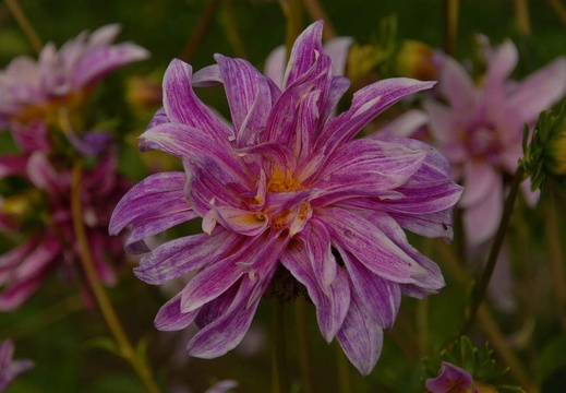 Blumen